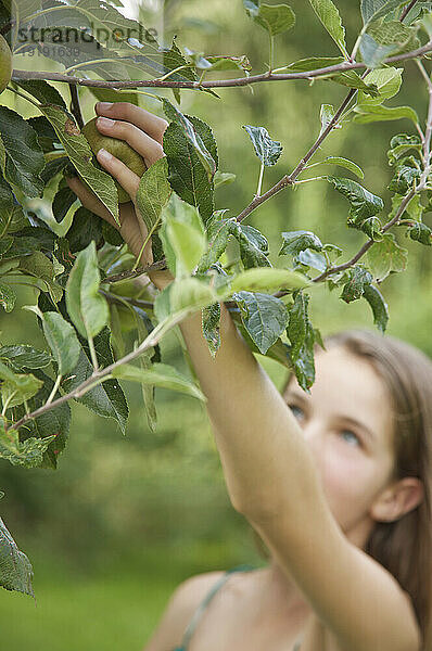 Teenagermädchen pflückt einen Apfel vom Apfelbaum