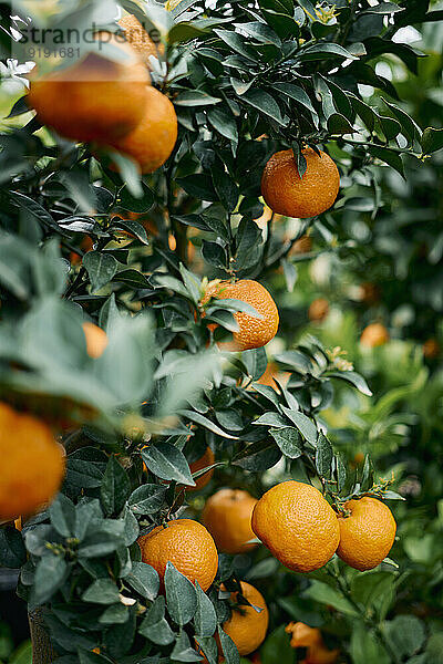 Nahaufnahme leuchtender Orangen  die auf Ästen im Obstgarten wachsen