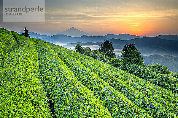 Berg Fuji im Morgengrauen und neue Teeplantage in der Präfektur Shizuoka