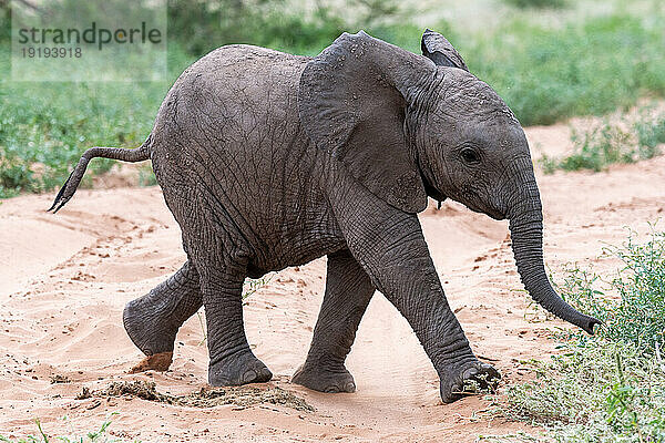 Afrikanischer Elefant