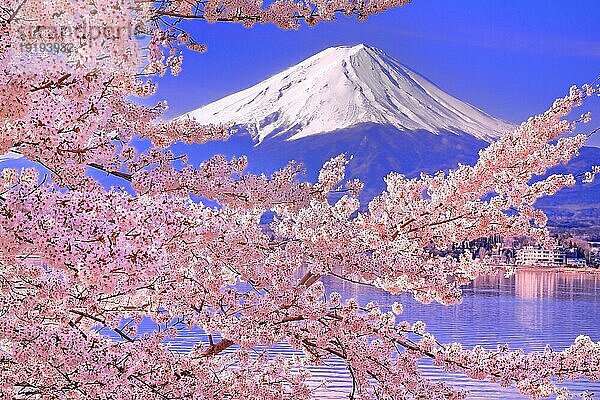 Kirschblüten am Kawaguchiko-See und am Fuji in der Präfektur Yamanashi