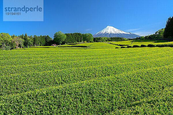 Tea plantation and Mount Fuji
