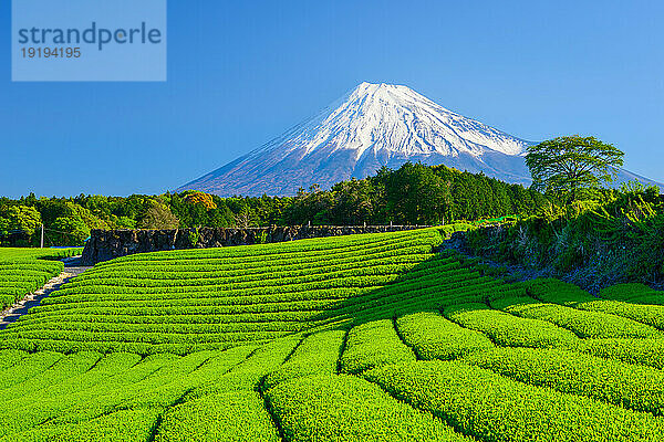 Tea plantation in Fuji City and Mount Fuji in Shizuoka Prefecture