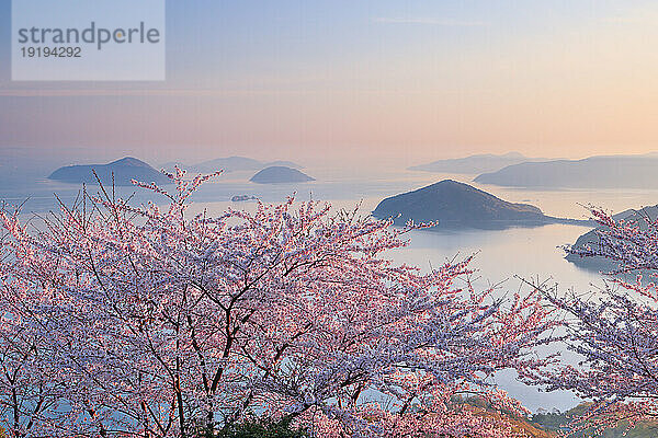 Cherry blossoms in the soft light  Kagawa Prefecture  Japan