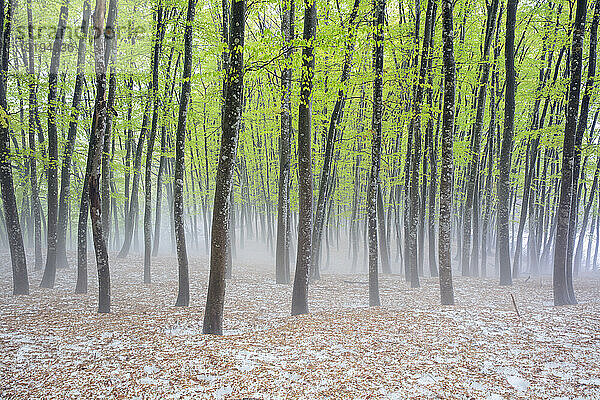 Schnee im Wald  Japan