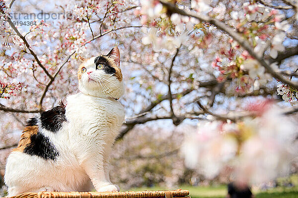 Süße Katze im Park