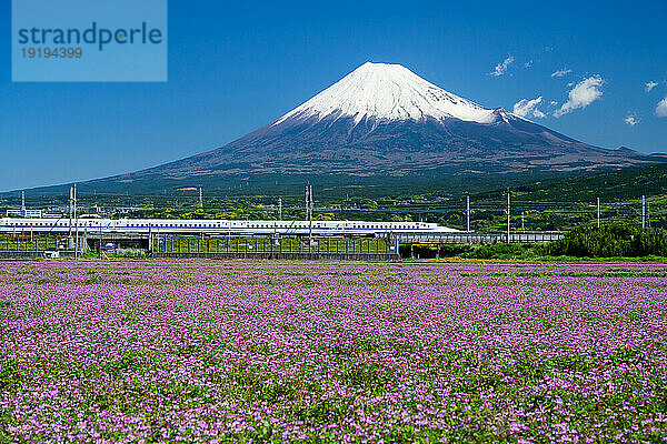 Feld der Astragale  Shinkansen-Hochgeschwindigkeitszug und Berg Fuji in der Präfektur Shizuoka