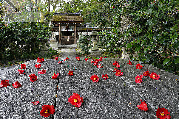Falling camellias at Munakata Shrine in Kyoto Prefecture