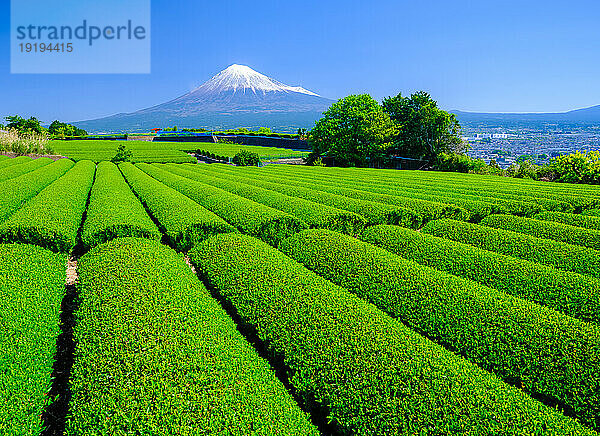 Tea plantation and Mount Fuji in Shizuoka Prefecture