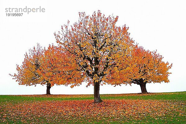 Drei herbstfarbene Kirschbäume (Prunus avium) vor nebligem Hintergrund