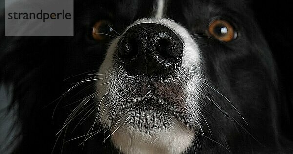 Border Collie Hund  Portrait eines Rüden  Nahaufnahme der Nase