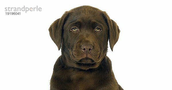 Brauner Labrador Retriever  Portrait eines Welpen auf weißem Hintergrund  Normandie