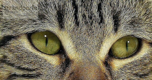 Braun gestromte Hauskatze  Porträt einer Muschi auf weißem Hintergrund  Nahaufnahme der Augen