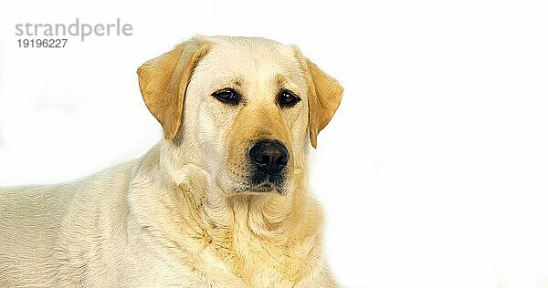 Gelber Labrador Retriever  Portrait der Hündin auf weißem Hintergrund  Normandie