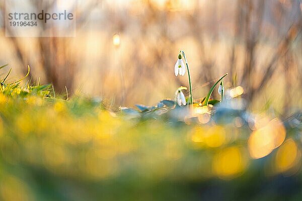 Kleines Schneeglöckchen (Galanthus nivalis) im Gegenlicht der abendlichen Sonne im Garten  Kanton Bern  Schweiz  Europa