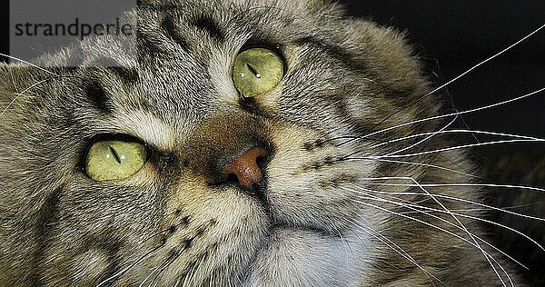 Braun gestromte Maine Coon Hauskatze  Portrait eines Katers vor schwarzem Hintergrund  Normandie in Frankreich