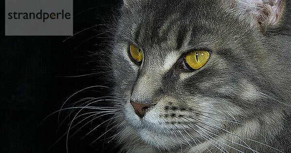 Blau gestromte Maine Coon Hauskatze  Porträt eines Weibchens vor schwarzem Hintergrund  Normandie in Frankreich