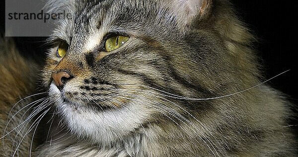 Tortie Maine Coon Hauskatze  Porträt einer Frau vor schwarzem Hintergrund  Normandie in Frankreich