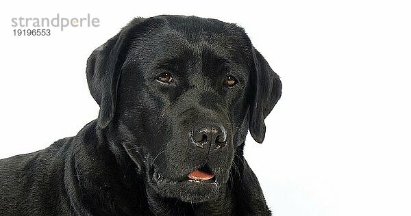 Schwarzer Labrador Retriever  Portrait der Hündin auf weißem Hintergrund  Normandie