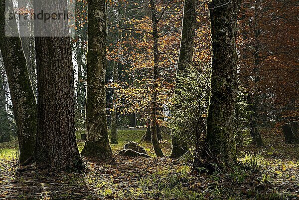 Landschaft im Herbst in einem Wald bzw. Park. Gegenlichtaufnahme. Bäume mit Herbstlaub  von den großen Bäumen sind nur die Stämme zu sehen. Allgäu  Deutschland  Europa