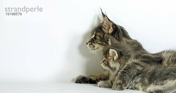 Brown Tortie Blotched Tabby Maine Coon und Blue Blotched Tabby Maine Coon  Hauskatze  Weibchen und Kätzchen liegen vor weißem Hintergrund  Normandie in Frankreich