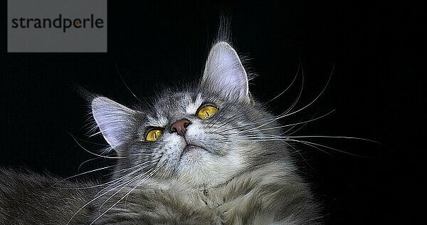 Blau gestromte Maine Coon Hauskatze  Porträt eines Weibchens vor schwarzem Hintergrund  Normandie in Frankreich