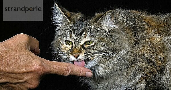 Tortie Maine Coon Hauskatze  Porträt einer Frau vor schwarzem Hintergrund  Normandie in Frankreich