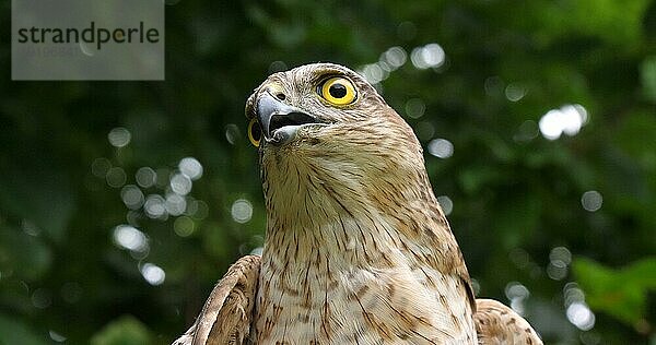 Sperber (accipiter nisus)  Porträt eines Erwachsenen  Normandie