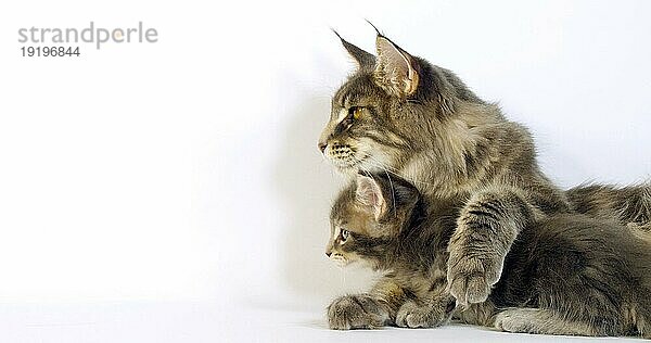 Brown Tortie Blotched Tabby Maine Coon und Blue Blotched Tabby Maine Coon  Hauskatze  Weibchen und Kätzchen liegen vor weißem Hintergrund  Normandie in Frankreich