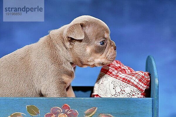 Französische Bulldogge Hundewelpe im Bett vor blauem Hintergrund