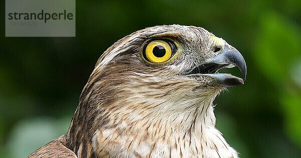 Sperber (accipiter nisus)  Porträt eines Erwachsenen  Normandie