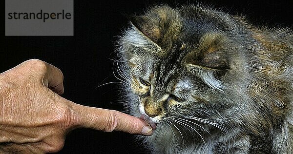 Tortie Maine Coon Hauskatze  Porträt einer weiblichen Katze vor schwarzem Hintergrund  Normandie in Frankreich