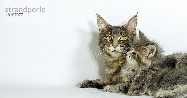 Brown Tortie Blotched Tabby Maine Coon und Blue Blotched Tabby Maine Coon  Hauskatze  Weibchen und Kätzchen liegen vor weißem Hintergrund  Normandie in Frankreich