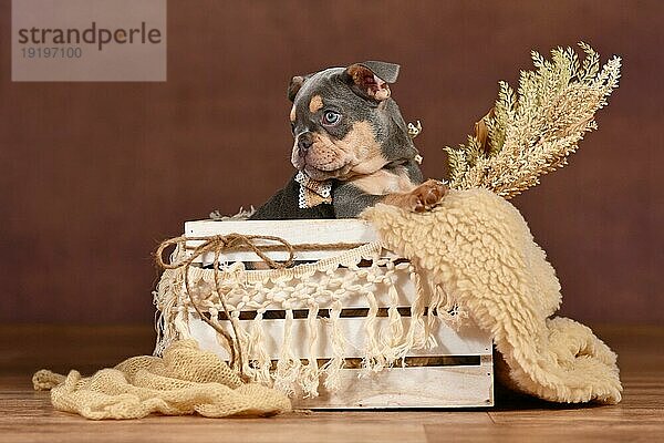 Fliederfarbene Französische Bulldogge Welpe in Box mit Boho Dekor vor braunem Hintergrund