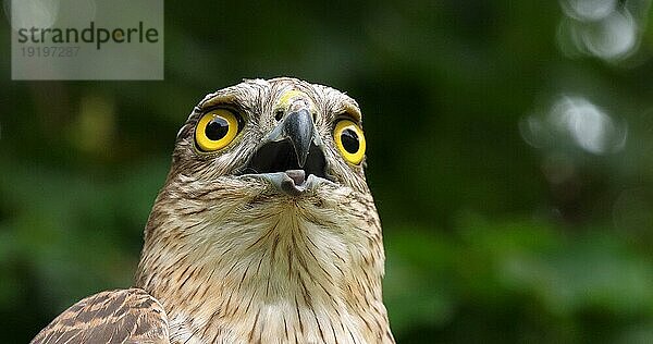 Sperber (accipiter nisus)  Porträt eines Erwachsenen  Normandie