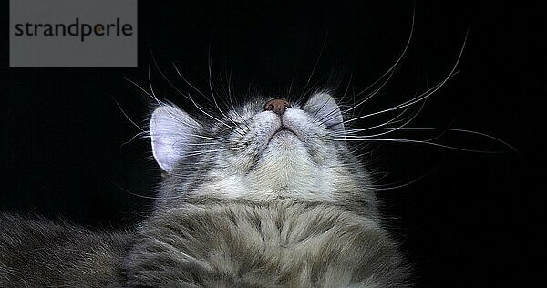 Blau gestromte Maine Coon Hauskatze  Porträt eines Weibchens vor schwarzem Hintergrund  Normandie in Frankreich