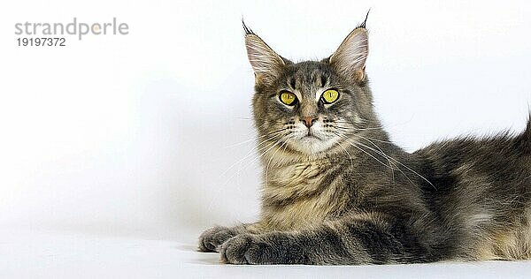 Blau gestromte Maine Coon Hauskatze  weiblich liegend vor weißem Hintergrund  Normandie in Frankreich