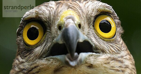 Sperber (accipiter nisus)  Porträt eines Erwachsenen  Normandie