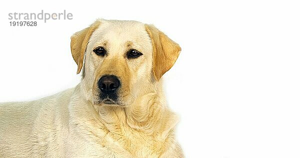 Gelber Labrador Retriever  Portrait der Hündin auf weißem Hintergrund  Normandie