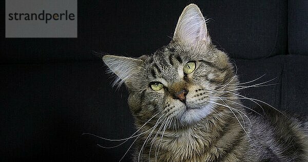 Braun gestromte Maine Coon Hauskatze  Portrait eines Katers vor schwarzem Hintergrund  Normandie in Frankreich