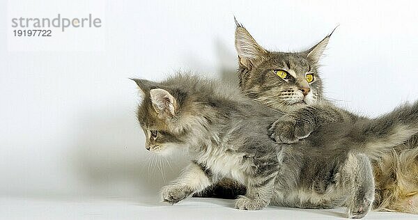 Brown Tortie Blotched Tabby Maine Coon und Blue Blotched Tabby Maine Coon  Hauskatze  Weibchen und Kätzchen liegen vor weißem Hintergrund  Normandie in Frankreich