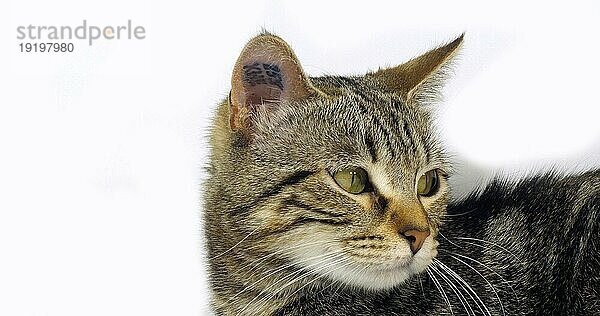 Braun gestromte Hauskatze  Porträt einer Mieze auf weißem Hintergrund