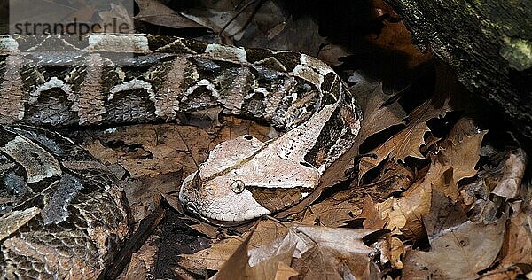 Westafrikanische Gabunviper (bitis gabonica) Nashorn  Kopf eines Erwachsenen