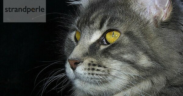 Blau gestromte Maine Coon Hauskatze  Porträt eines Weibchens vor schwarzem Hintergrund  Normandie in Frankreich