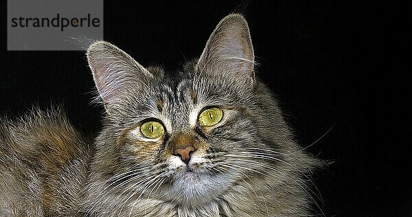 Tortie Maine Coon Hauskatze  Porträt einer Frau vor schwarzem Hintergrund  Normandie in Frankreich