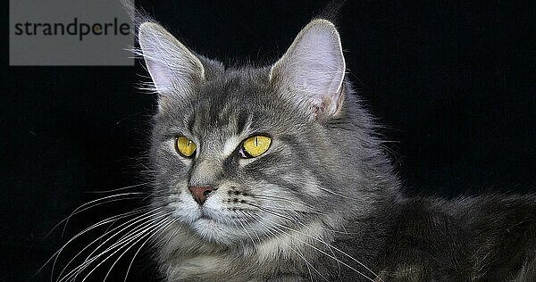 Blau gestromte Maine Coon Hauskatze  Porträt eines Weibchens vor schwarzem Hintergrund  Normandie in Frankreich