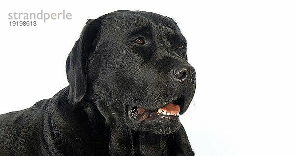 Schwarzer Labrador Retriever  Portrait der Hündin auf weißem Hintergrund  Normandie