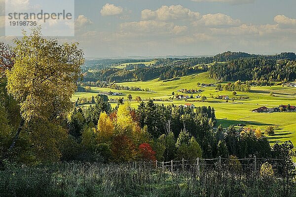 Landschaft um Maierhöfen im Allgäu im Herbst mit Wiesen  Wäldern  Bergen und einzelnen Bauernhöfen. Einige Bäume mit rotem und gelbem Herbstlaub im Vordergrund. Westallgäu  Bayern  Deutschland  Europa