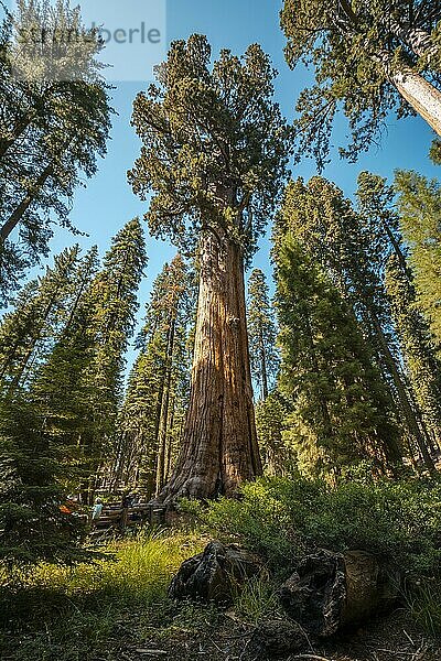 Der beeindruckende General Sherman Tree im Sequoia National Park  Kalifornien. Vereinigte Staaten