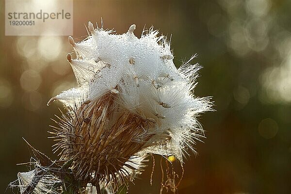 Kratzdistel (Cirsium)  Korbblütler  Samenstand im Gegenlicht  Strohauser Plate  Landkreis Wesermarsch  Niedersachsen